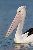 Australian Pelican (Pelecanus conspicillatus), Victoria, Australia