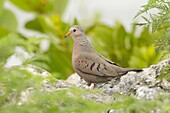 Common Ground Dove (Columbina passerina), Florida