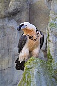 Bearded Vulture (Gypaetus barbatus)