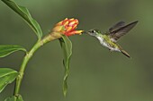 White-bellied Mountain Gem (Oreopyra hemileucus) feeding on nectar, Costa Rica