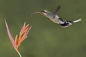 Green Hermit (Phaethornis guy), Ecuador