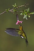 Golden-breasted Puffleg (Eriocnemis mosquera) male pollinating hanging flower, Ecuador