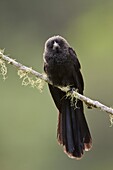 Smooth-billed Ani (Crotophaga ani), Ecuador