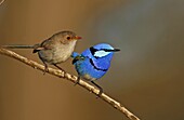 Splendid Fairywren (Malurus splendens) pair, Victoria, Australia