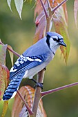 Blue Jay (Cyanocitta cristata), Ontario, Canada