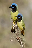 Green Jay (Cyanocorax yncas), Texas