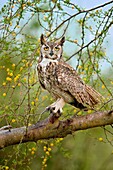 Great Horned Owl (Bubo virginianus), Texas