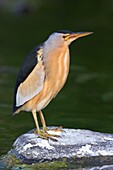 Little Bittern (Ixobrychus minutus), Lesvos, Greece