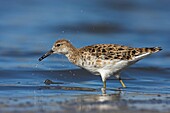 Ruff (Philomachus pugnax), Lesvos, Greece