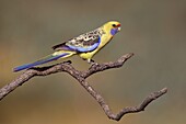 Yellow Rosella (Platycercus flaveolus), Victoria, Australia