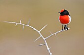 Red-capped Robin (Petroica goodenovii), Victoria, Australia