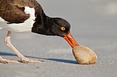 American Oystercatcher (Haematopus palliatus), Florida