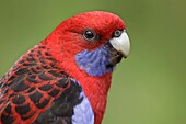 Crimson Rosella (Platycercus elegans), Victoria, Australia