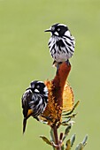 New Holland Honeyeater (Phylidonyris novaehollandiae) pair, Victoria, Australia