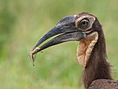 Ground Hornbill (Bucorvus leadbeateri) carrying grasshopper prey, South Africa