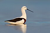 Banded Stilt (Cladorhynchus leucocephalus), Victoria, Australia