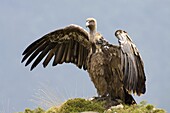 Griffon Vulture (Gyps fulvus), Aragon, Spain