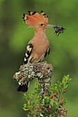 Eurasian Hoopoe (Upupa epops) prey, Cadiz, Spain