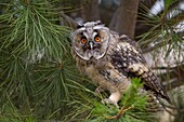 Long-eared Owl (Asio otus), Castile-La Mancha, Spain