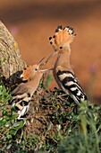 Eurasian Hoopoe (Upupa epops) pair eating caterpillar, Extremadura, Spain