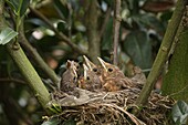 Eurasian Blackbird (Turdus merula) chicks in nest, Lower Saxony, Germany