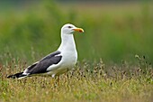 Lesser Black-backed Gull (Larus fuscus), Texel, Netherlands