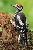 Great Spotted Woodpecker (Dendrocopos major) male, Lower Saxony, Germany