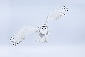 Snowy Owl (Nyctea scandiaca), Iowa