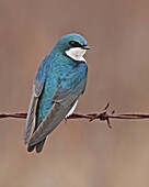 Tree Swallow (Tachycineta bicolor), Saskatchewan, Canada