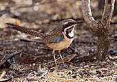 Long-tailed Ground-Roller (Uratelornis chimaera), Ifaty, Madagascar