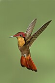Ruby-topaz Hummingbird (Chrysolampis mosquitus) male, Trinidad and Tobago