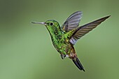 Copper-rumped Hummingbird (Amazilia tobaci), Trinidad and Tobago