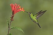 Green-crowned Brilliant (Heliodoxa jacula), Costa Rica