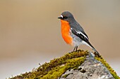 Flame Robin (Petroica phoenicea) male, Victoria, Australia