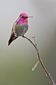 Anna's Hummingbird (Calypte anna) male, British Columbia, Canada