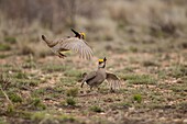 Lesser Prairie Chicken (Tympanuchus pallidicinctus) males displaying at lek, Roosevelt County, New Mexico