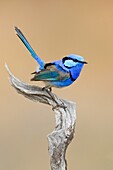 Splendid Fairywren (Malurus splendens) male, Victoria, Australia