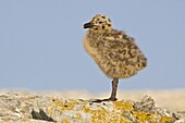 Glaucous-winged Gull (Larus glaucescens) chick, British Columbia, Canada