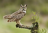 Great Horned Owl (Bubo virginianus), Texas