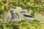 Great Grey Shrike (Lanius excubitor) parents feeding chicks at nest, Alaska