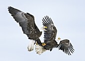 Bald Eagle (Haliaeetus leucocephalus) pair fighting, Alaska