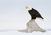 Bald Eagle (Haliaeetus leucocephalus) calling, Alaska
