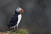 Atlantic Puffin (Fratercula arctica), Varanger, Norway