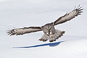 Great Gray Owl (Strix nebulosa) flying over snow, Rovaniemi, Finland