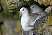 Northern Fulmar (Fulmarus glacialis), Alaska