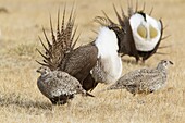 Sage Grouse (Centrocercus urophasianus) males displaying for females at lek, Mono County, California