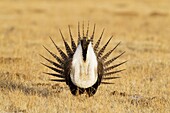 Sage Grouse (Centrocercus urophasianus) male, Mono County, California