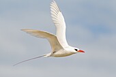 Red-tailed Tropicbird (Phaethon rubricauda), Midway Atoll, Hawaii