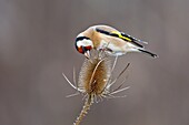 European Goldfinch (Carduelis carduelis) male, Saxony-Anhalt, Germany