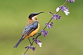 Eastern Spinebill (Acanthorhynchus tenuirostris) male, Victoria, Australia